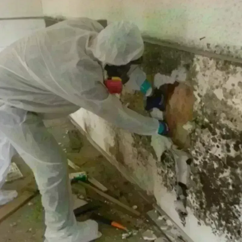 Mold Remediation and Removal in Reynolds Heights, PA